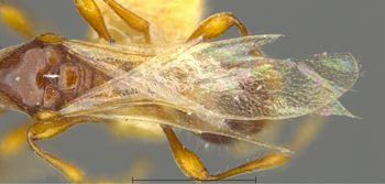 Media type: image;   Entomology 9029 Aspect: Wing front
